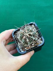 Thelocactus bicolour