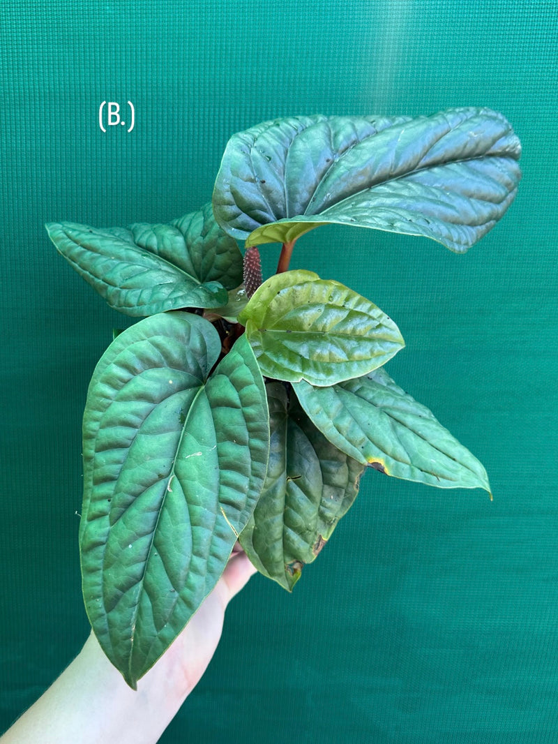 Anthurium luxurians x radicans