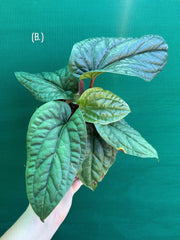 Anthurium luxurians x radicans