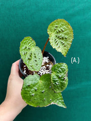 Begonia ferox
