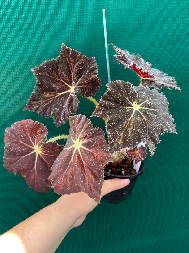 Begonia ‘Brad Thompson’