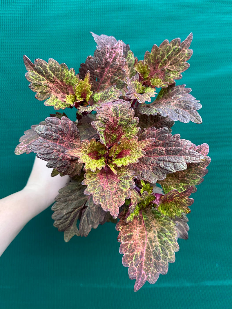 Coleus ‘Summers’ NEW