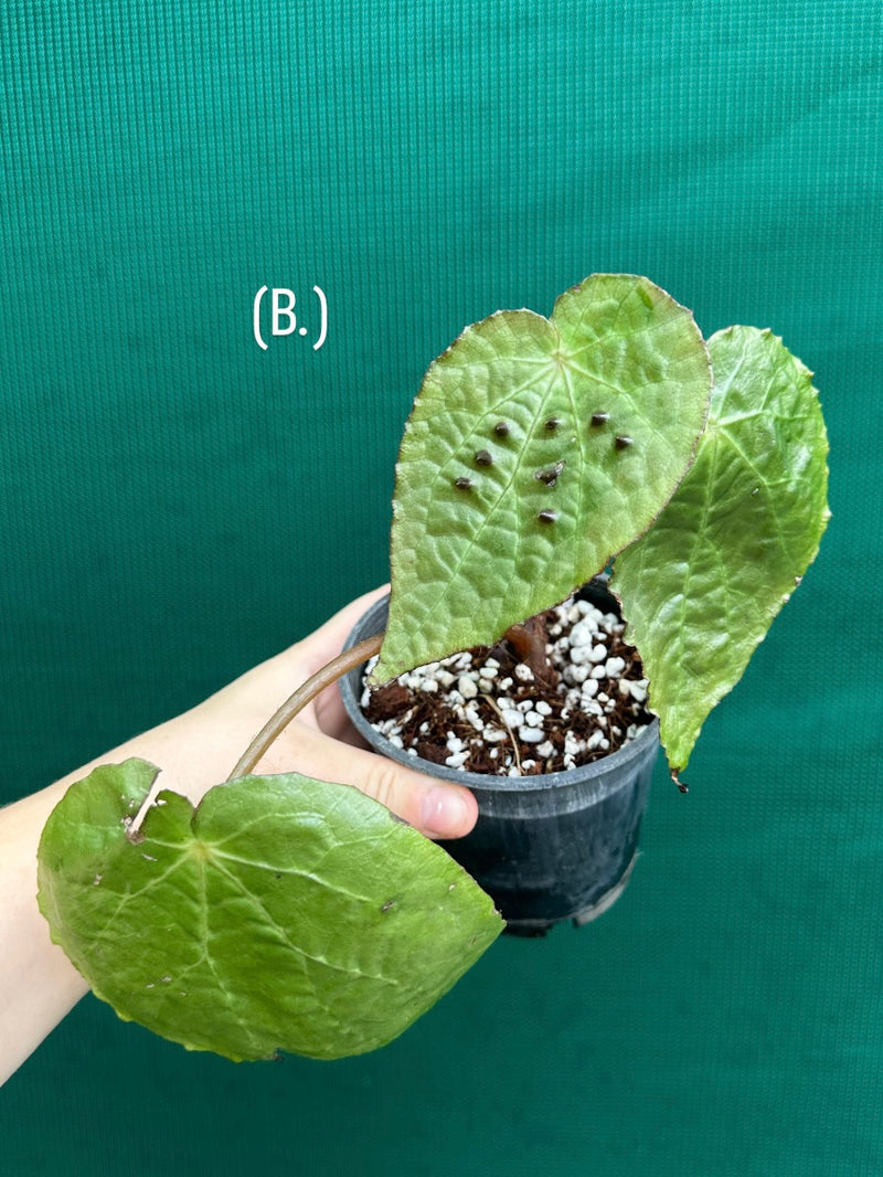 Begonia ferox