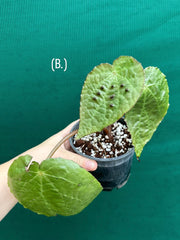 Begonia ferox