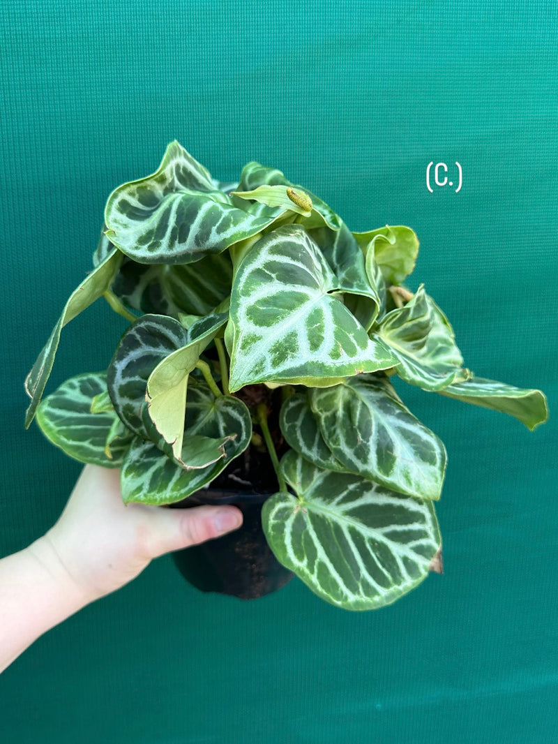 Anthurium crystallinum hybrid NEW