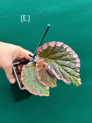 Begonia fulvovillosa (U012) NEW