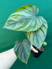 Philodendron ‘El Guapo’ NEW