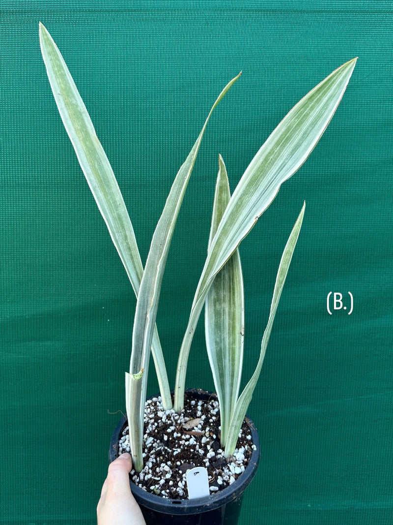 Sansevieria ‘Siam Silver’ NEW