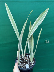 Sansevieria ‘Siam Silver’ NEW