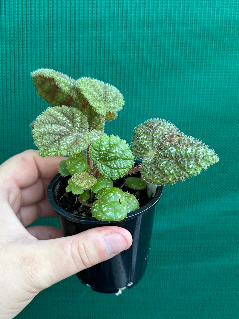 Begonia kui