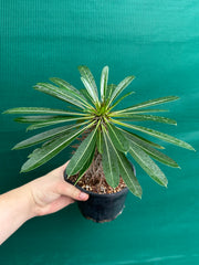 Pachypodium lamerei NEW