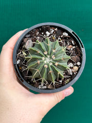 Parodia unknown