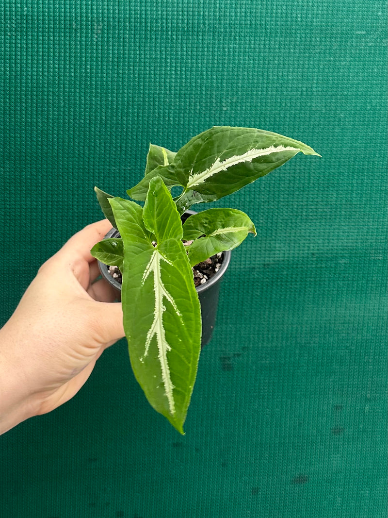 Syngonium ‘Wendlandii’