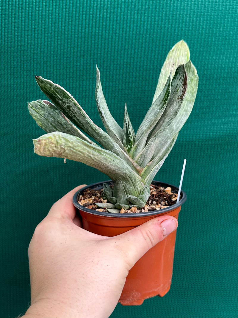 Gasteria nigricans var. marmorata f. variegata