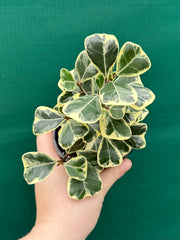 Ficus albo
