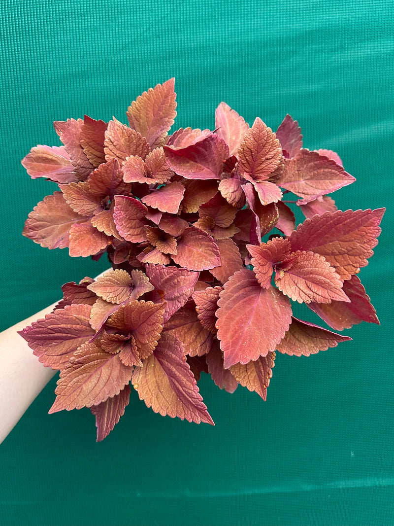 Coleus ‘Reds’ NEW