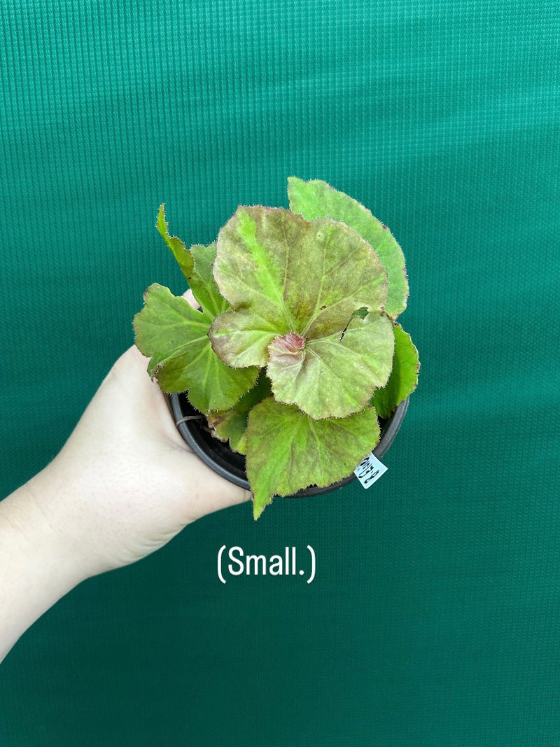 Begonia ‘Elsie Zilm’ NEW