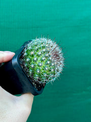 Mammillaria zeilmaniana