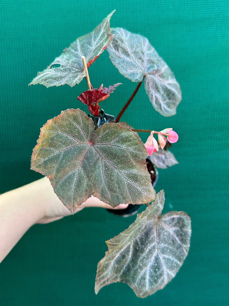 Begonia ‘Robyn’