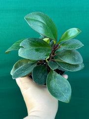 Peperomia ‘Red Edge’