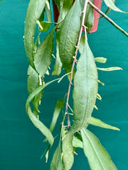 Ramulosa Green NEW