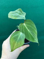 Philodendron ‘Gloriosum’