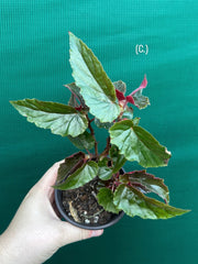 Begonia ‘Ginny Galaxy’
