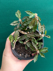 Euphorbia capsaintemariensis NEW