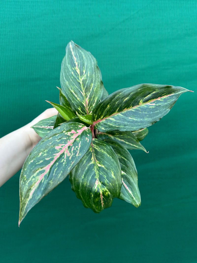 Aglaonema ‘Ammaj Jareon’ NEW
