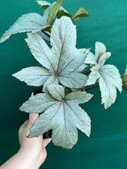 Begonia ‘Pollux’