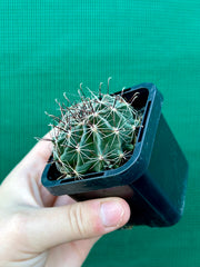 ferocactus hamatacanthus