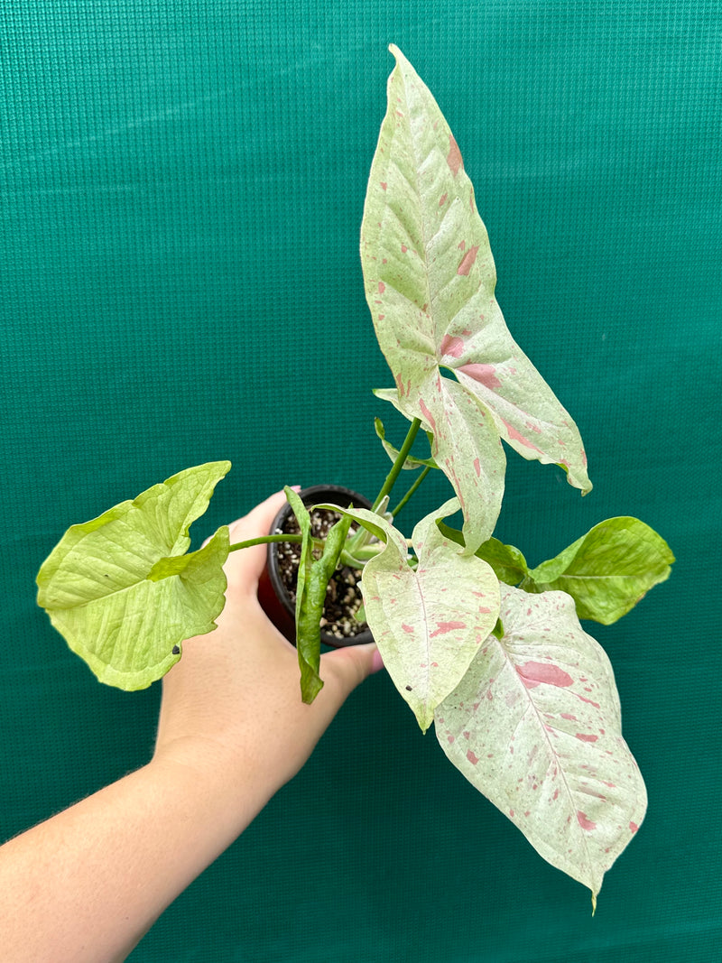 Syngonium ‘Confetti’