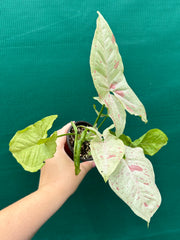 Syngonium ‘Confetti’