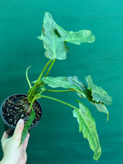 Philodendron ‘Golden Dragon’ NEW