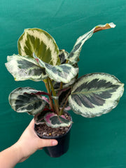 Calathea ‘Roseopicta’