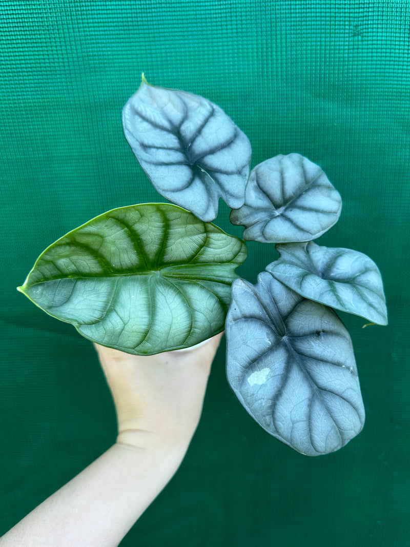 Alocasia ‘Silver Dragon’