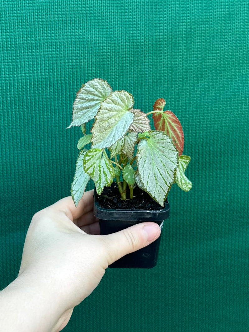 Begonia NOID NEW