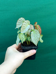 Begonia NOID NEW