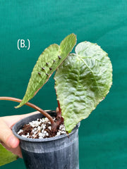 Begonia ferox