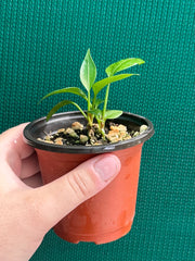 Anthurium ‘Gracile’