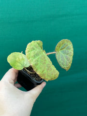 Begonia rockii NEW