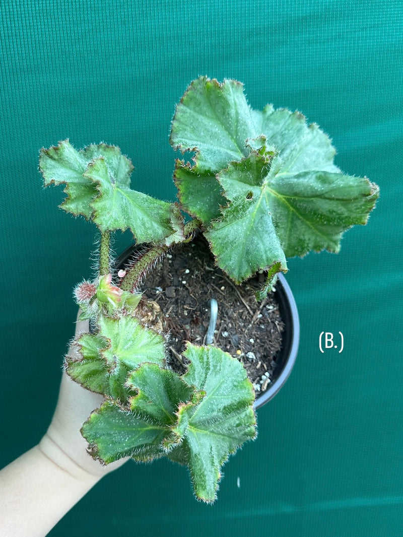 Begonia NOID 32