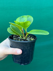 Peperomia Obtusifolia ‘Lemon Lime’