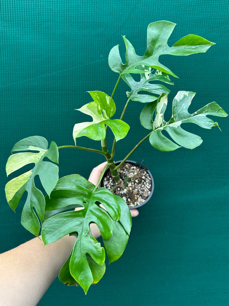 Rhaphidophora Tetrasperma Variegated