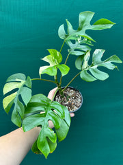 Rhaphidophora Tetrasperma Variegated