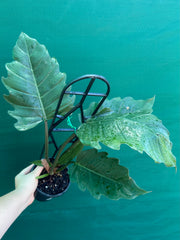 Philodendron ‘Pluto’
