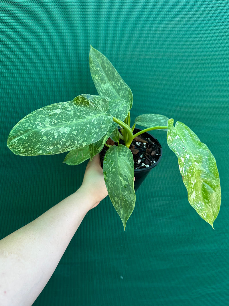 Philodendron ’Jose Buono’ (not tc)