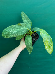 Philodendron ’Jose Buono’ (not tc)