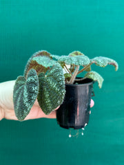 Begonia kui