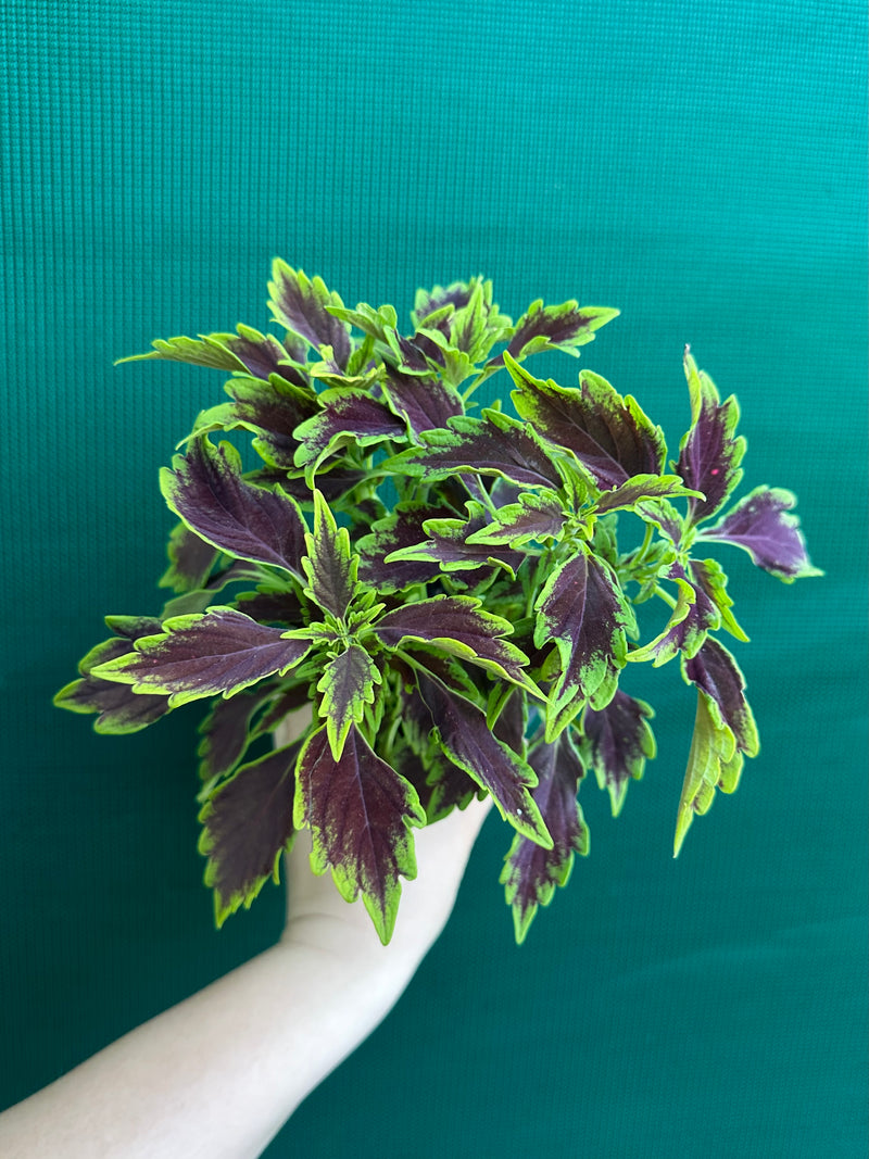 Coleus NOID 8